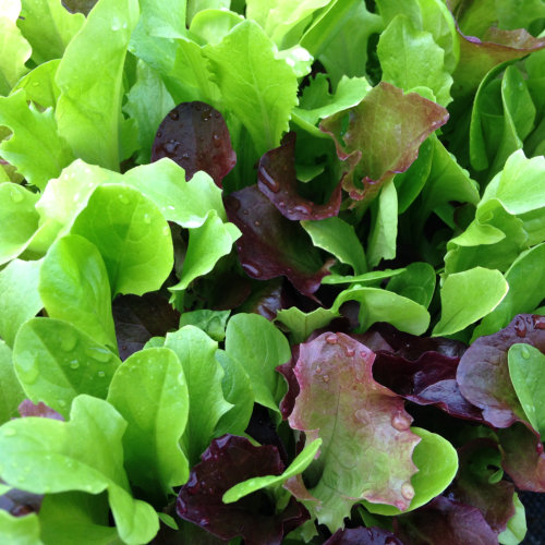 Salad Leaves Mesclun Mixed
